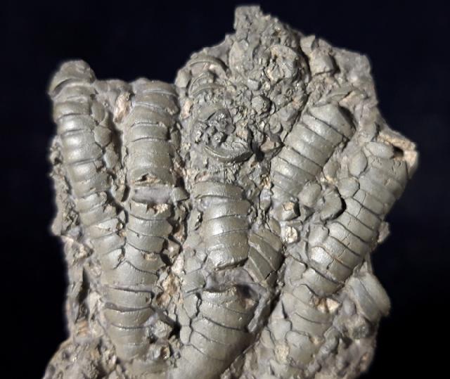 Pentacrinites briaroides (QUENSTEDT 1852) - Bild © FossNet FossilienStore